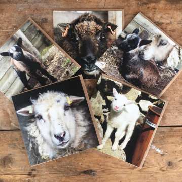 Sheepy Greetings Cards